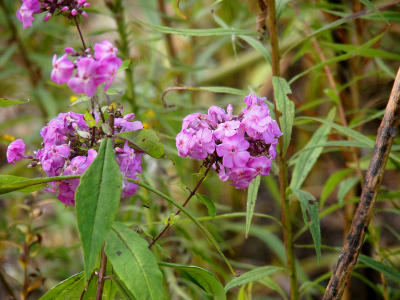 [Multiple spheres of light pink/purple flowers extend from thin stems. Each flower has five flat petals with a center depression of the same color.]